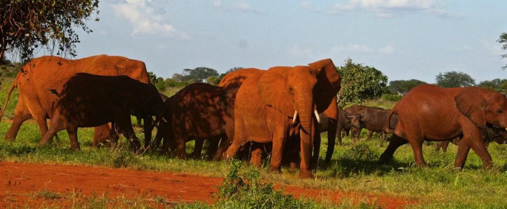 Safaris de Fred