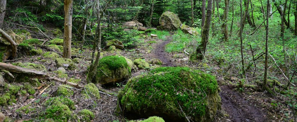 Trail d’écouves & du pays d’Alençon